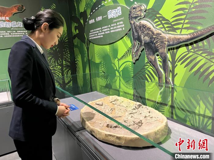 5月18日，“龙耀辽宁——辽宁地区中生代珍品化石特展”在沈阳开展。图为展出的“赫氏近鸟龙”化石。李晛 摄