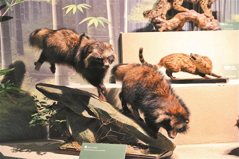 野生动物(标本).