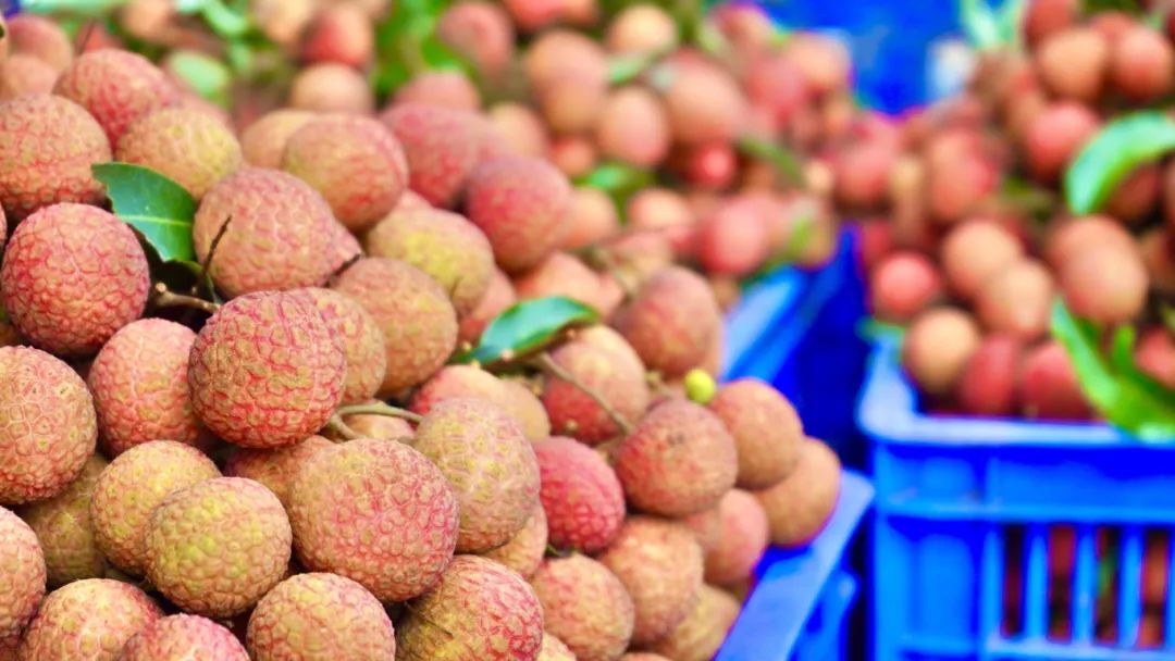 实荔出圈!湛江"海水荔枝"熟了,首次出口海外