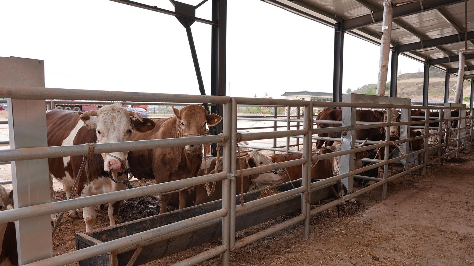 2024年永靖县人口_代表委员聚焦甘肃强县域乡村振兴支了这些招(2)