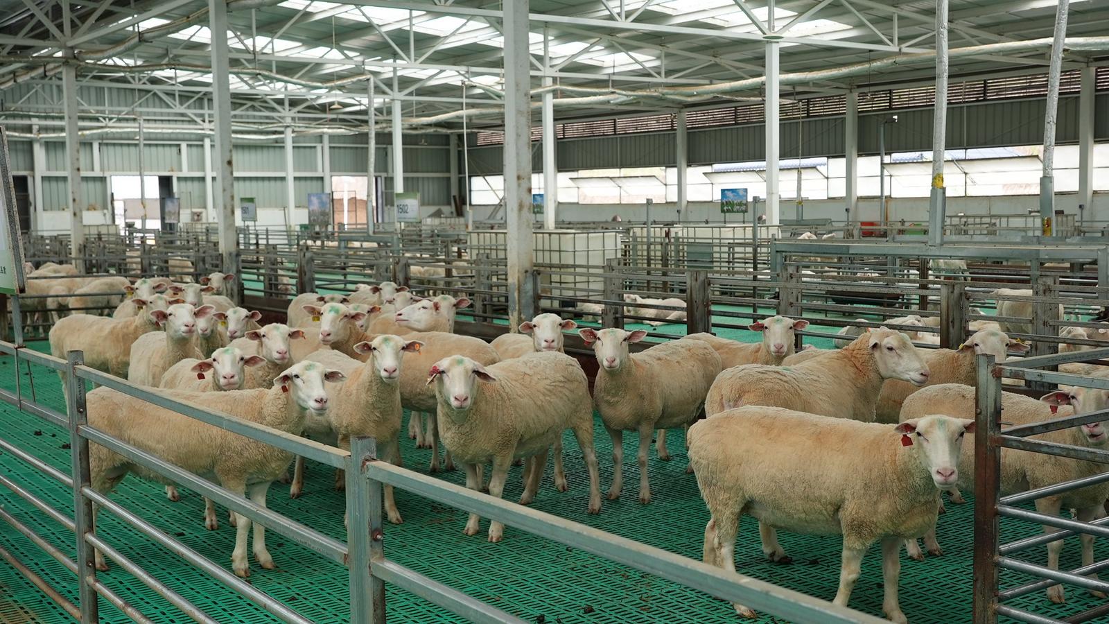 走进王台镇的羊场养殖基地,一排排标准化养殖圈棚映入眼帘,膘肥体壮的