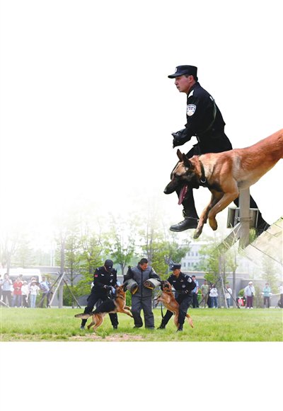 犬力出演警匪大片|警犬_新浪财经_新浪网