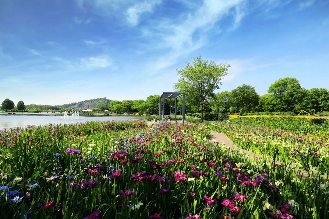 周末去哪儿玩?快收下这份申城鸢尾赏花地图