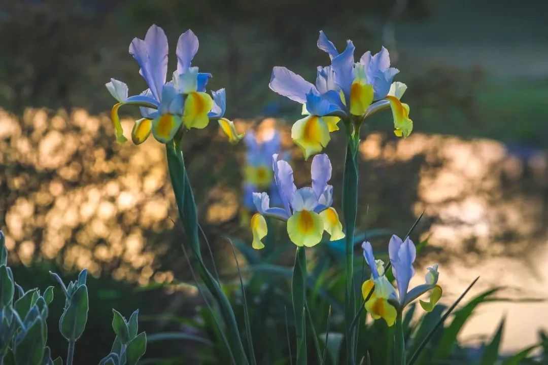周末去哪儿玩?快收下这份申城鸢尾赏花地图