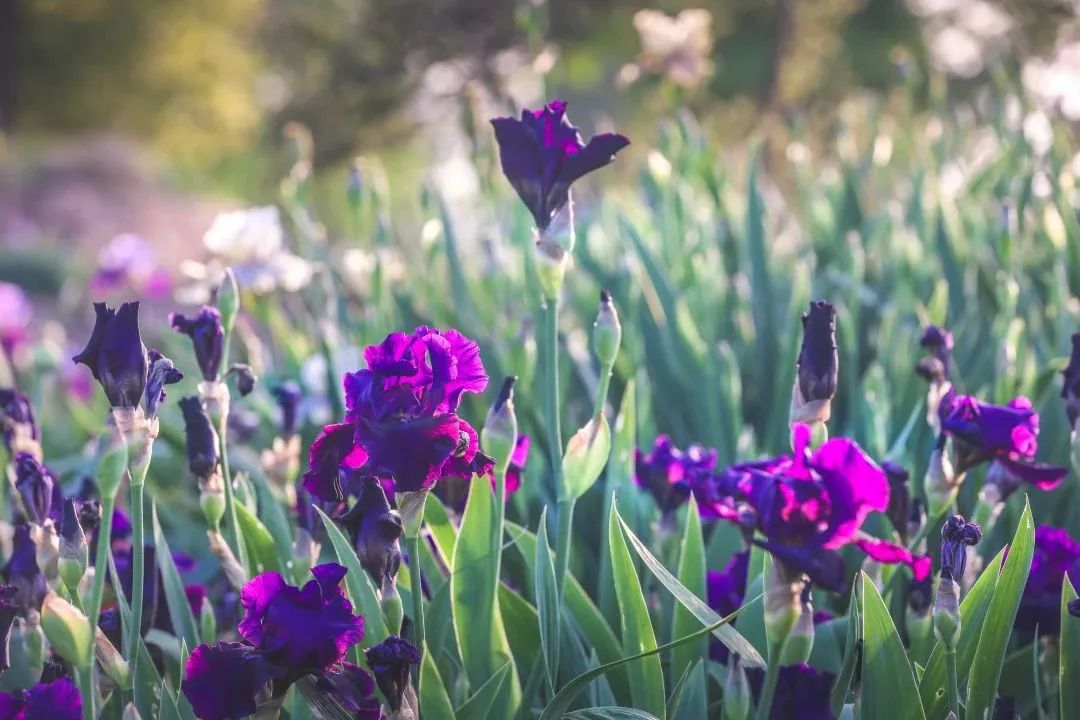 周末去哪儿玩?快收下这份申城鸢尾赏花地图