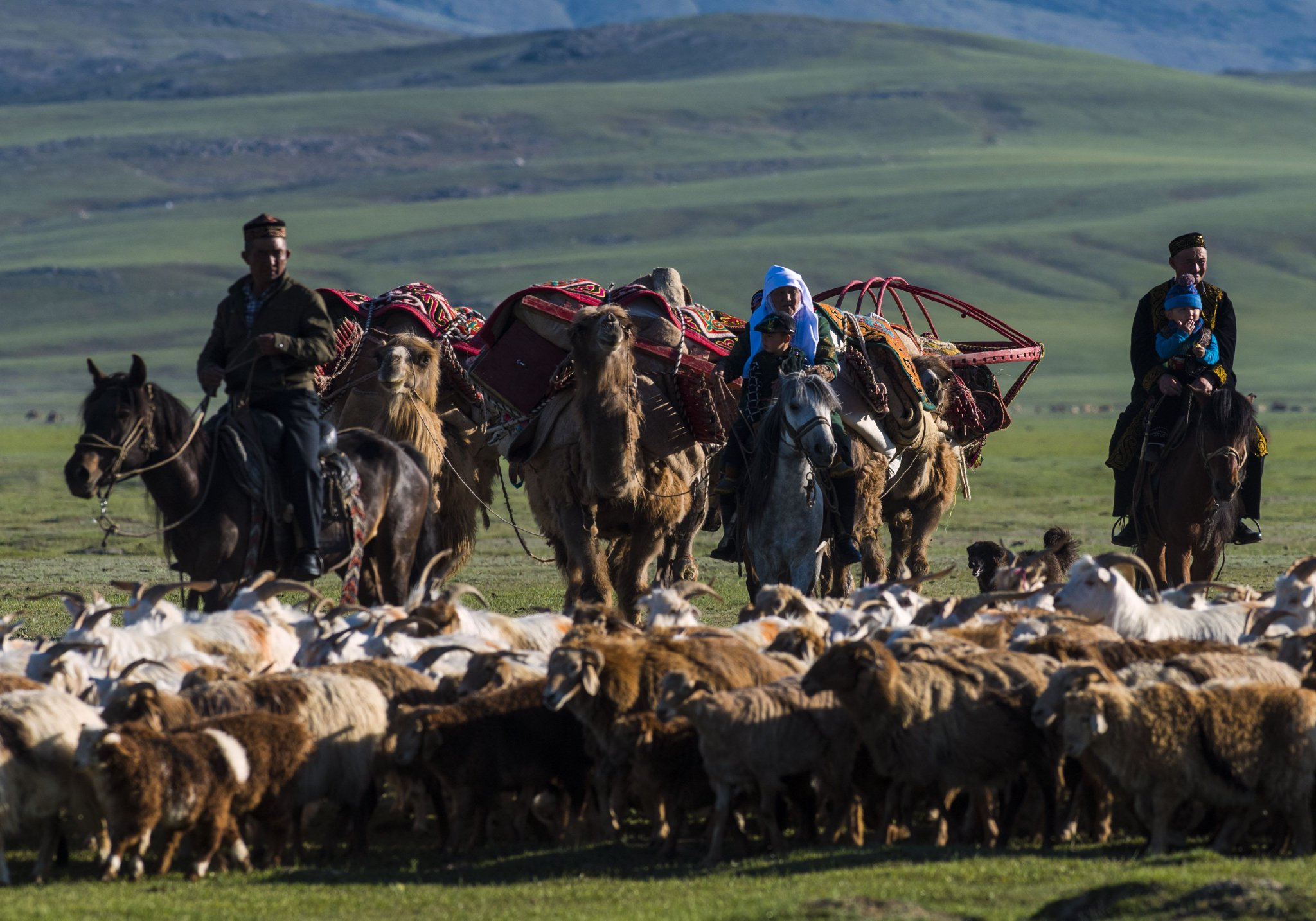 新疆阿勒泰地区青河县的一户哈萨克族牧民赶着牲畜转场.