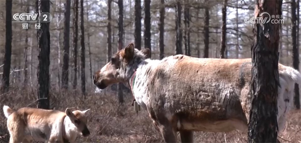 阿尤莎称:"养了很多狗,因为它们能叫,再就是给驯鹿喂食豆饼的时候会