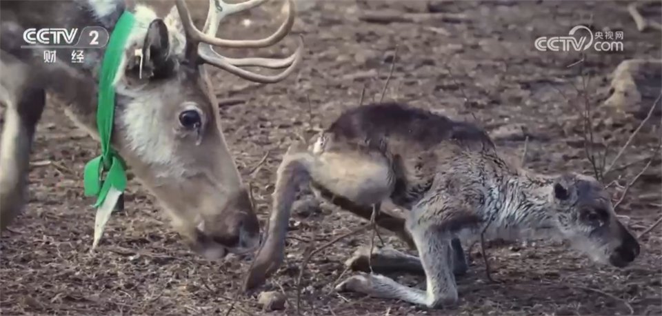 从科技到民生 从消费到生态 中国多领域"万千气象"激荡澎湃活力