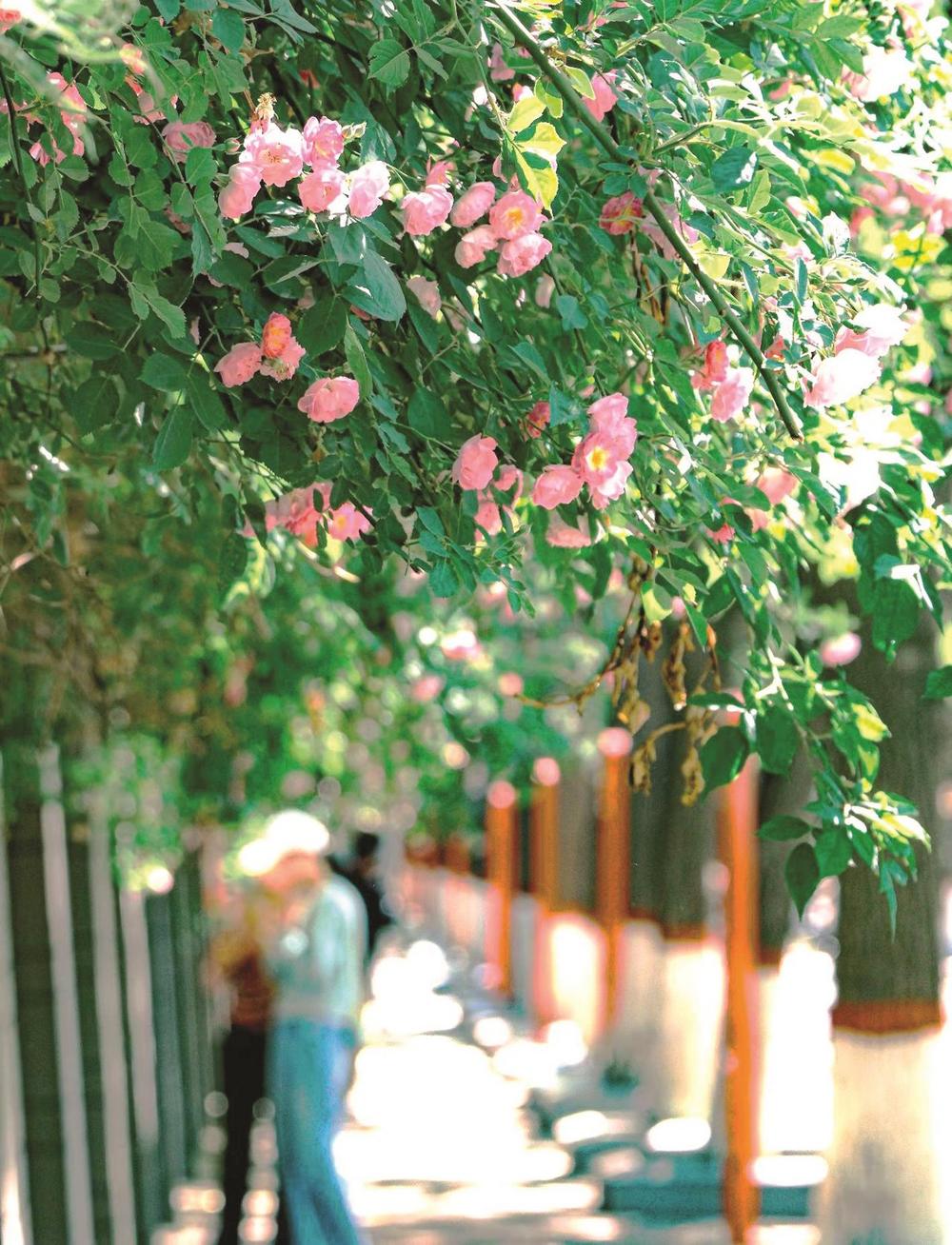 范文平 摄吕国华"平跞缦忌,连春接夏开.