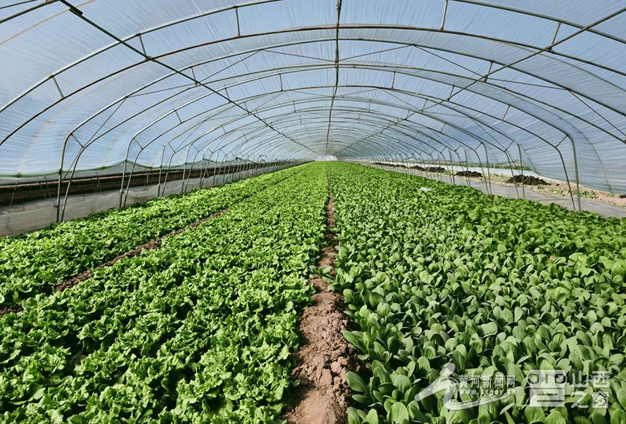 人大代表采风行 |  王作新:让国内外消费者吃到"口福"蔬菜