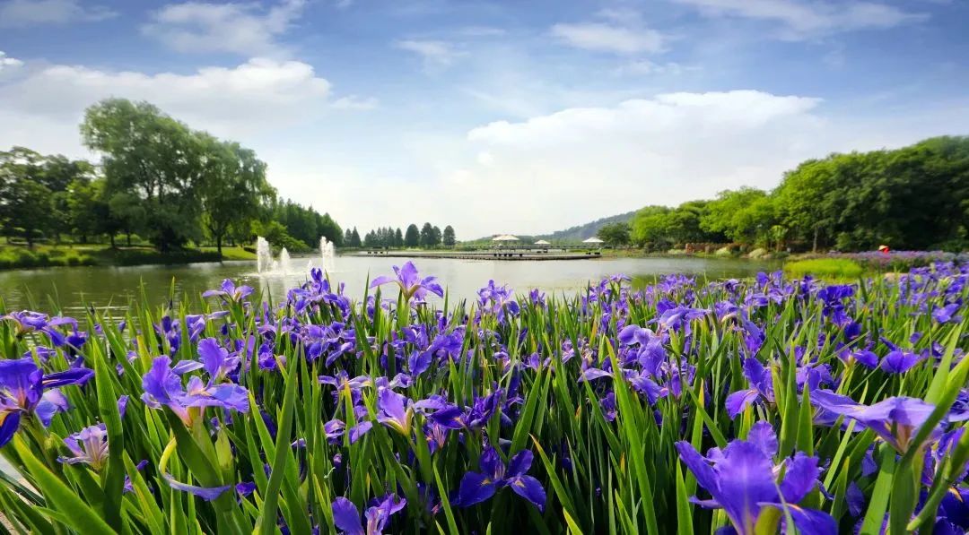 周末去哪儿玩?快收下这份申城鸢尾赏花地图