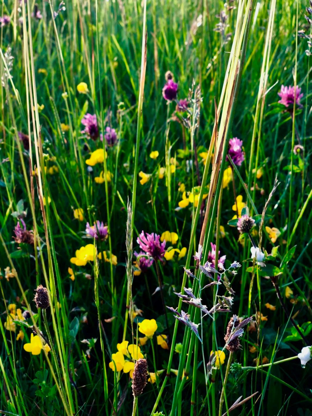 绿色爱尔兰,美味且文艺