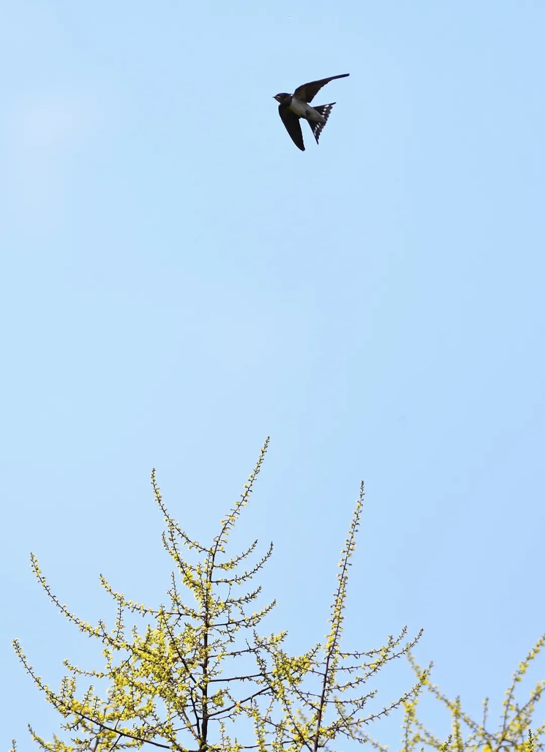 在山东省滕州市西岗镇一处公园里,燕子展翅飞翔.新华社发(李志军摄)