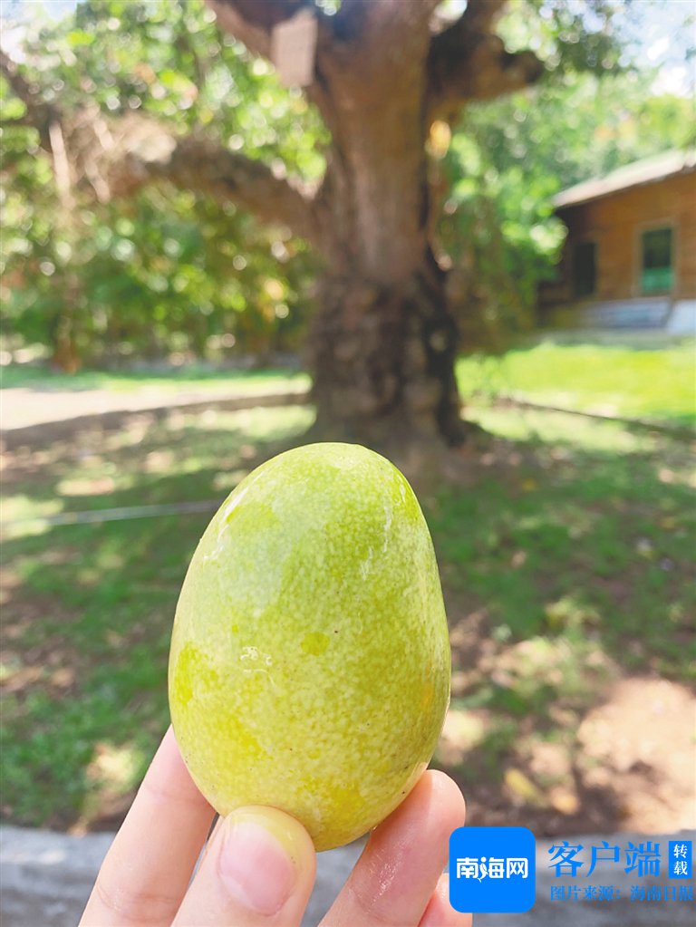 昌江百年芒果园:一棵树王 世代守护
