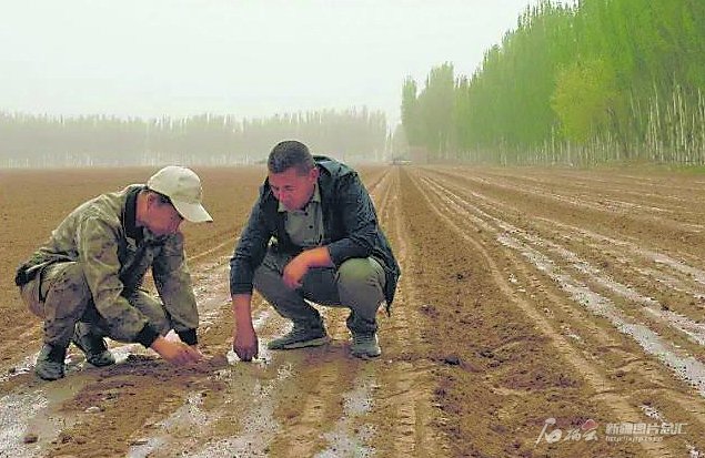 　　柯坪县农技人员正查看玉米大豆复合种植情况。 刘红文摄