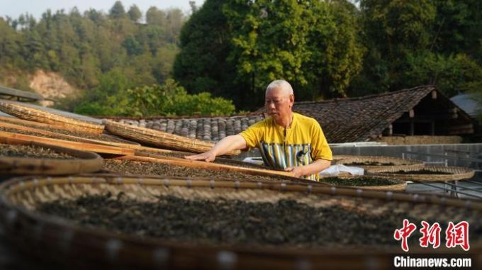 2018年2月4日,陈宥霖在位于云南昌宁的茶厂中检查晾晒中的茶叶.