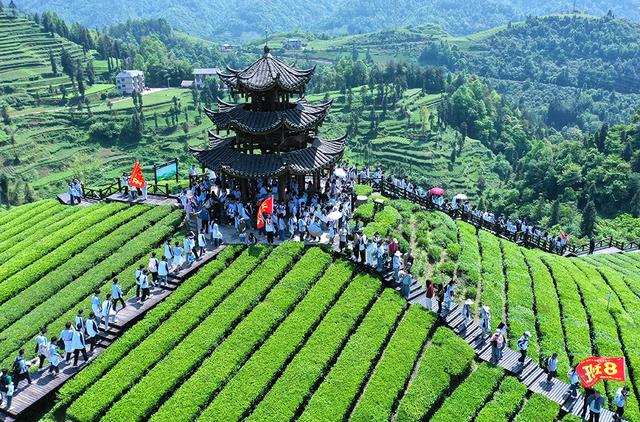 恩施州宣恩县万寨乡伍家台村有机茶园开展茶园研学活动.