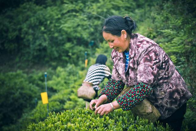 青川当地茶农在采摘春季茶树鲜叶。中国网发 成铁川之味公司供图