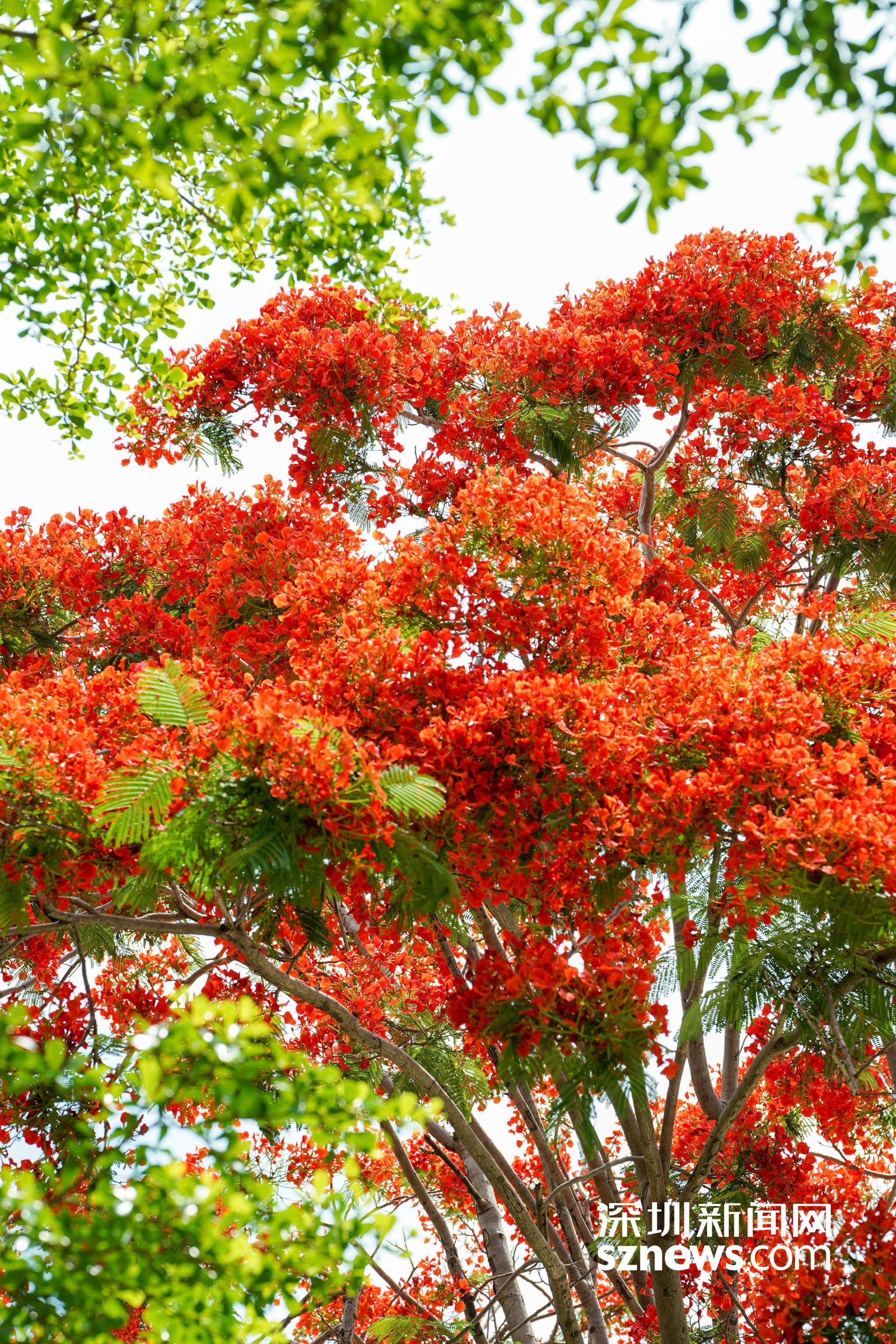 惊艳初夏!凤凰花绝美盛放,打卡走起