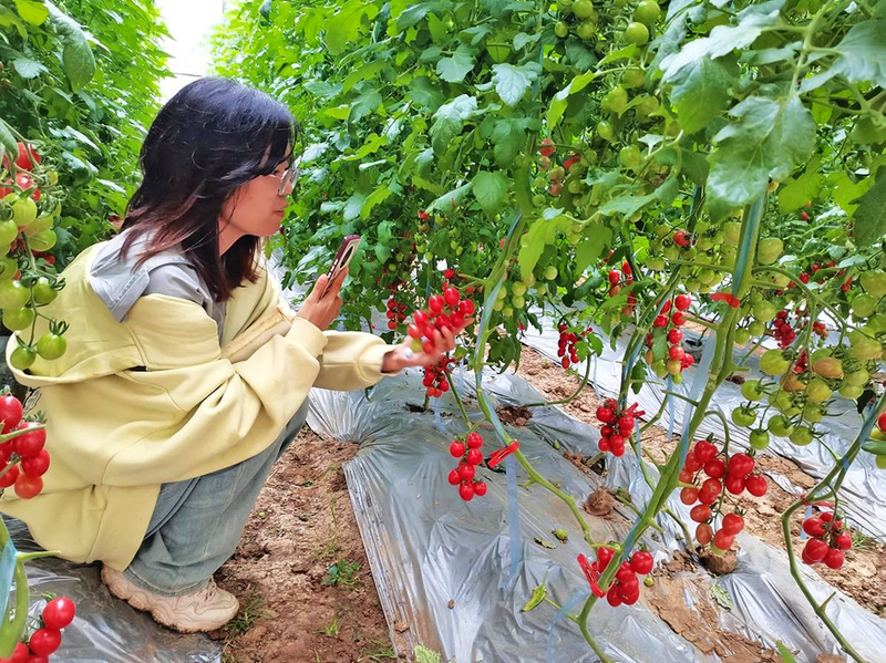 这里的番茄不但颜色五彩斑斓,且形状有圆形,椭圆形等,口味更是多滋多