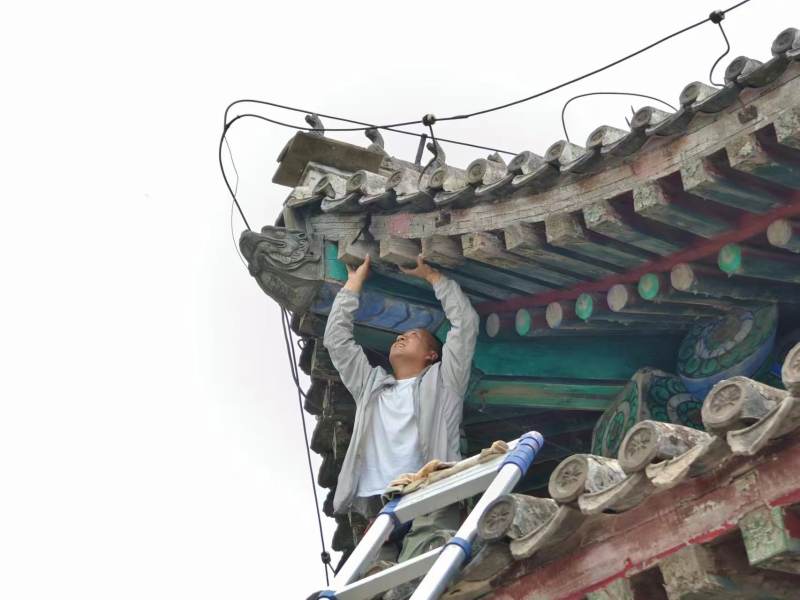 一只北京雨燕被不明物体挂住,颐和园急搭脚手架成功施救