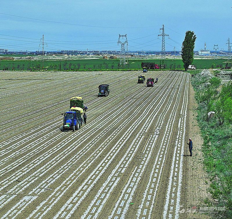 　　在沙湾市金沟河镇三道湾村的农田里，番茄苗移栽机正进行作业。 孙志坤摄