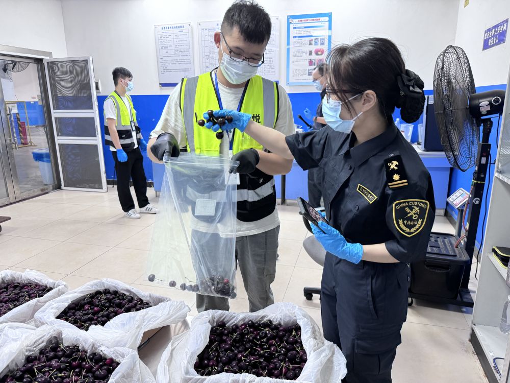 广州白云机场海关关员对新产季进口车厘子进行监管。（受访者供图）
