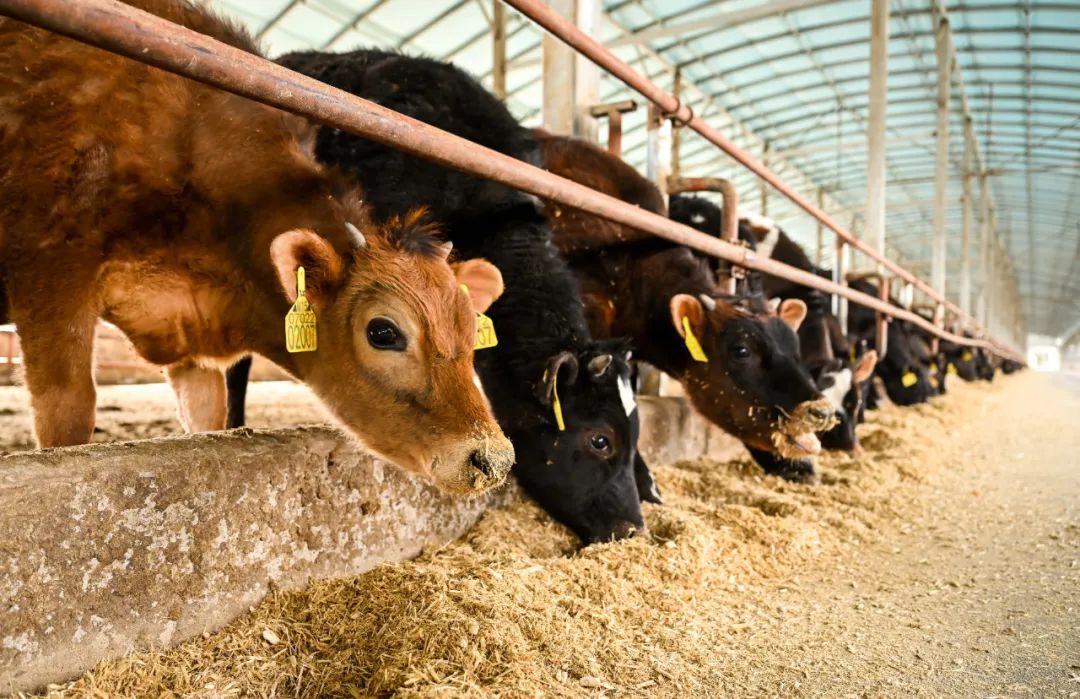 内蒙古通辽市科尔沁左翼后旗一家养牛场，小牛犊在吃饲料。连振 摄（新华社）