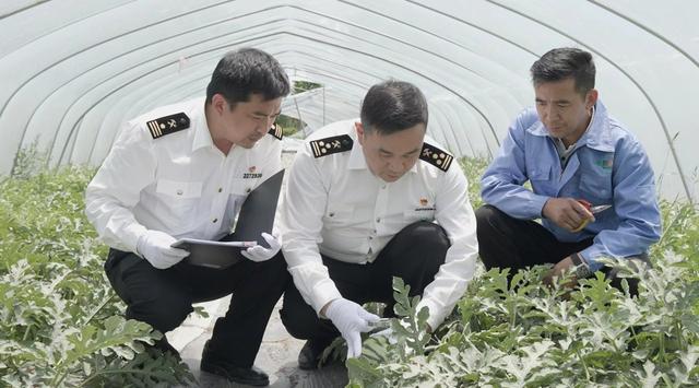 浦东海关对辖区内出口西瓜基地开展有害生物监测调查(聂敏 摄)据记者