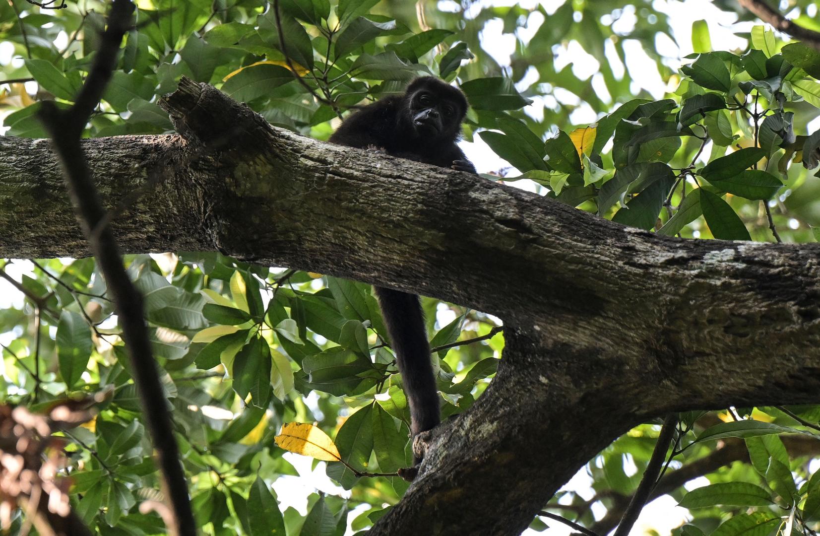 ▲一只野生吼猴蹲在树上 图据视觉中国