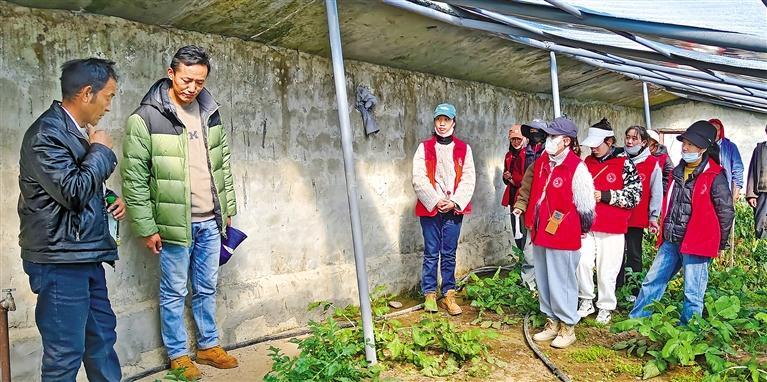图为仁布县农业农村局党员干部指导普纳村群众开展大棚蔬菜种植。 本报记者 杨子彦 摄