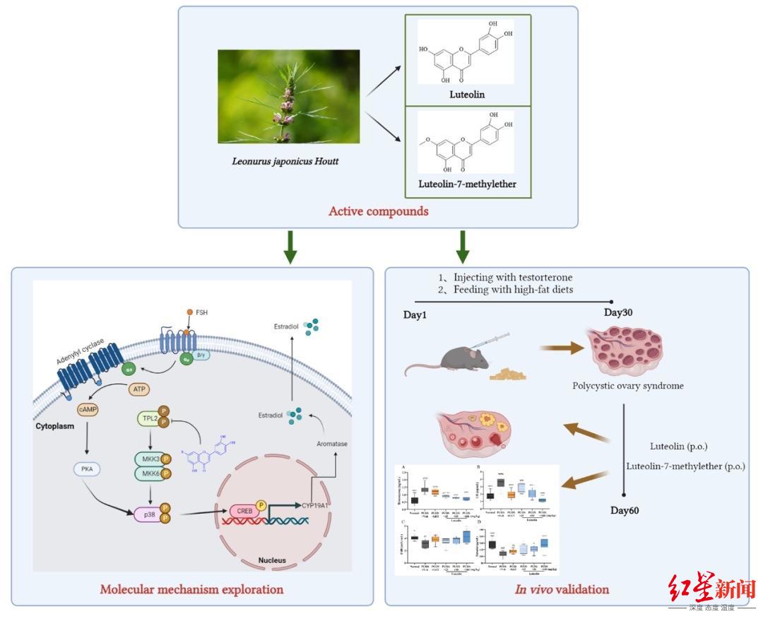 有望成为治疗多囊卵巢综合症新型治疗药物!成都生物所研究获新进展