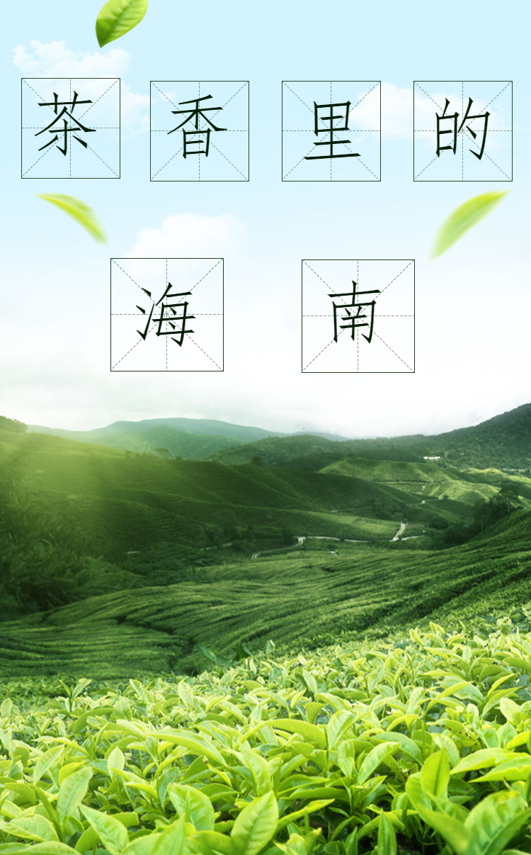 强国策划 | 茶香里的海南-新闻中心|海南省_新浪财经_新浪网