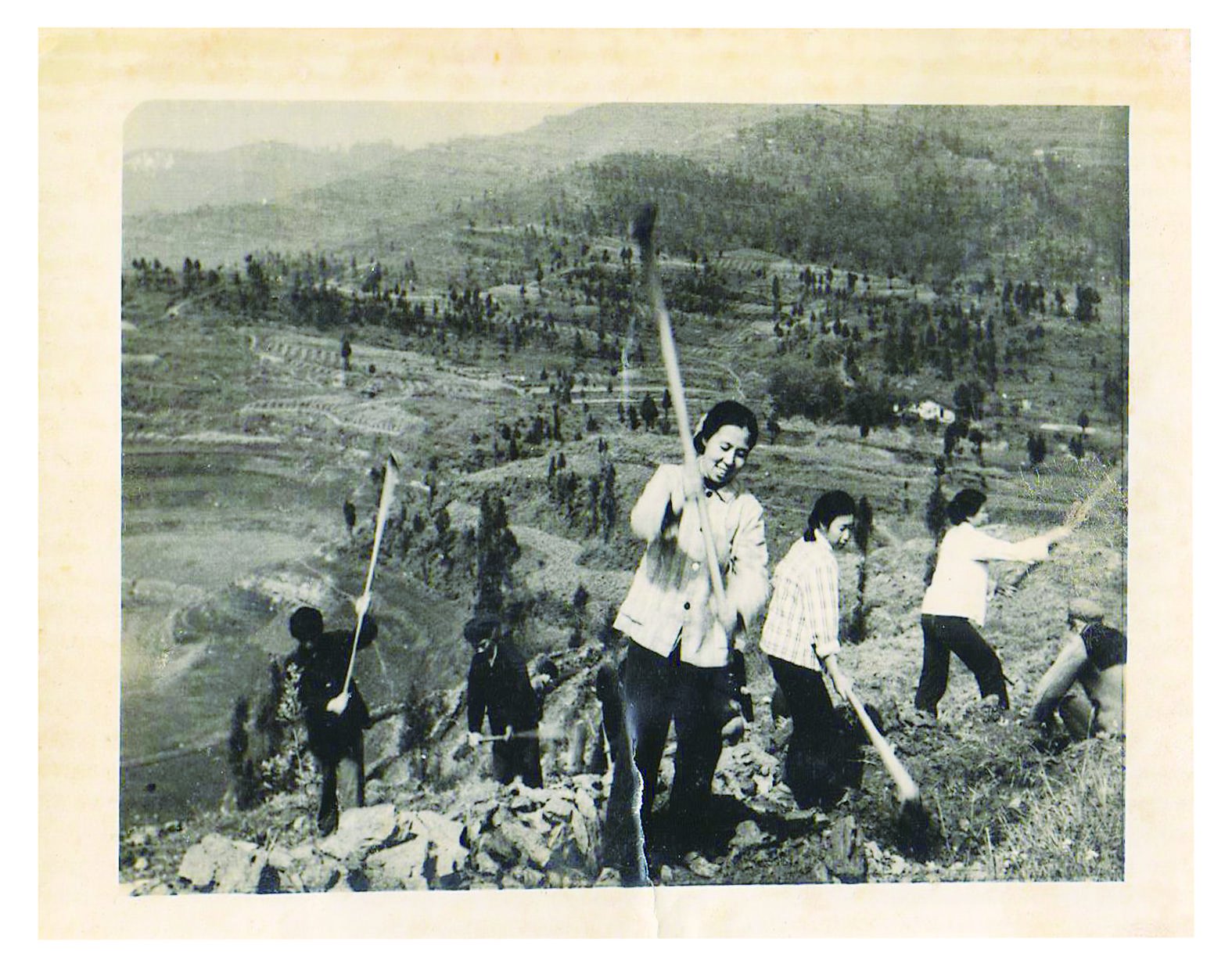 1983年，岳龙芳带领村民开荒种夏橙。