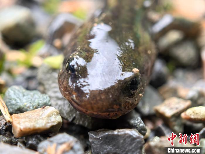 湖北宜昌首次发现珍稀野生动物黄斑拟小鲵