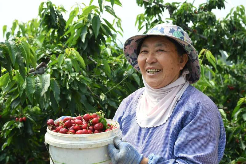 易县樱桃采摘园，村民展示摘下的樱桃。新京报记者 陈琳 摄