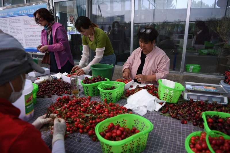 刘文坡的樱桃采摘园，工人正在分拣樱桃。新京报记者 陈琳 摄