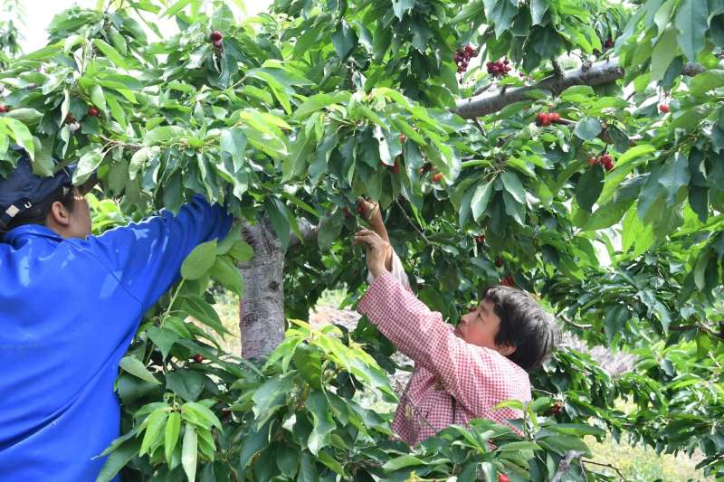 易县北淇村樱桃基地，村民正在采摘已经熟了的樱桃。新京报记者 陈琳 摄