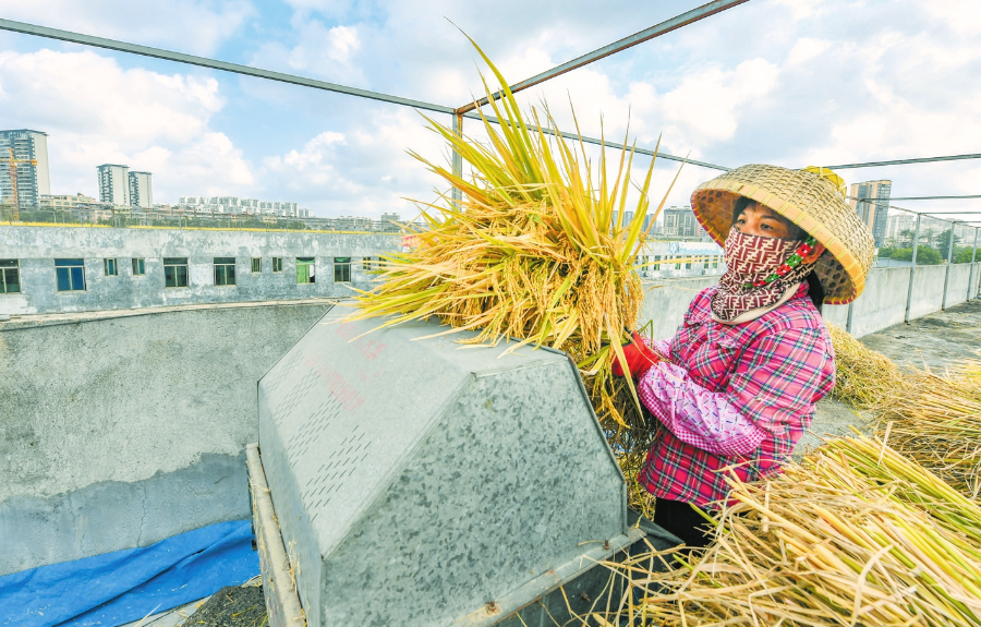 在琼山区新大洲大道海南农业广场,工人正在楼顶将水稻进行脱粒