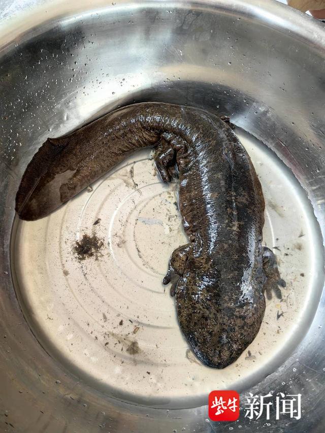 野生"娃娃鱼"被困落网,警民携手相救送往动物园