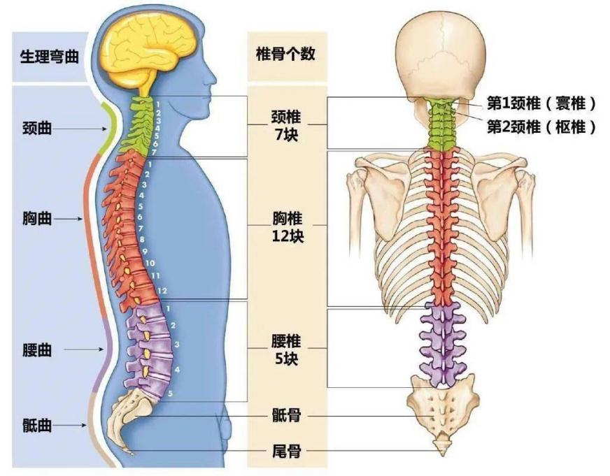 世界脊柱健康日 | 挺直脊梁,少走弯路