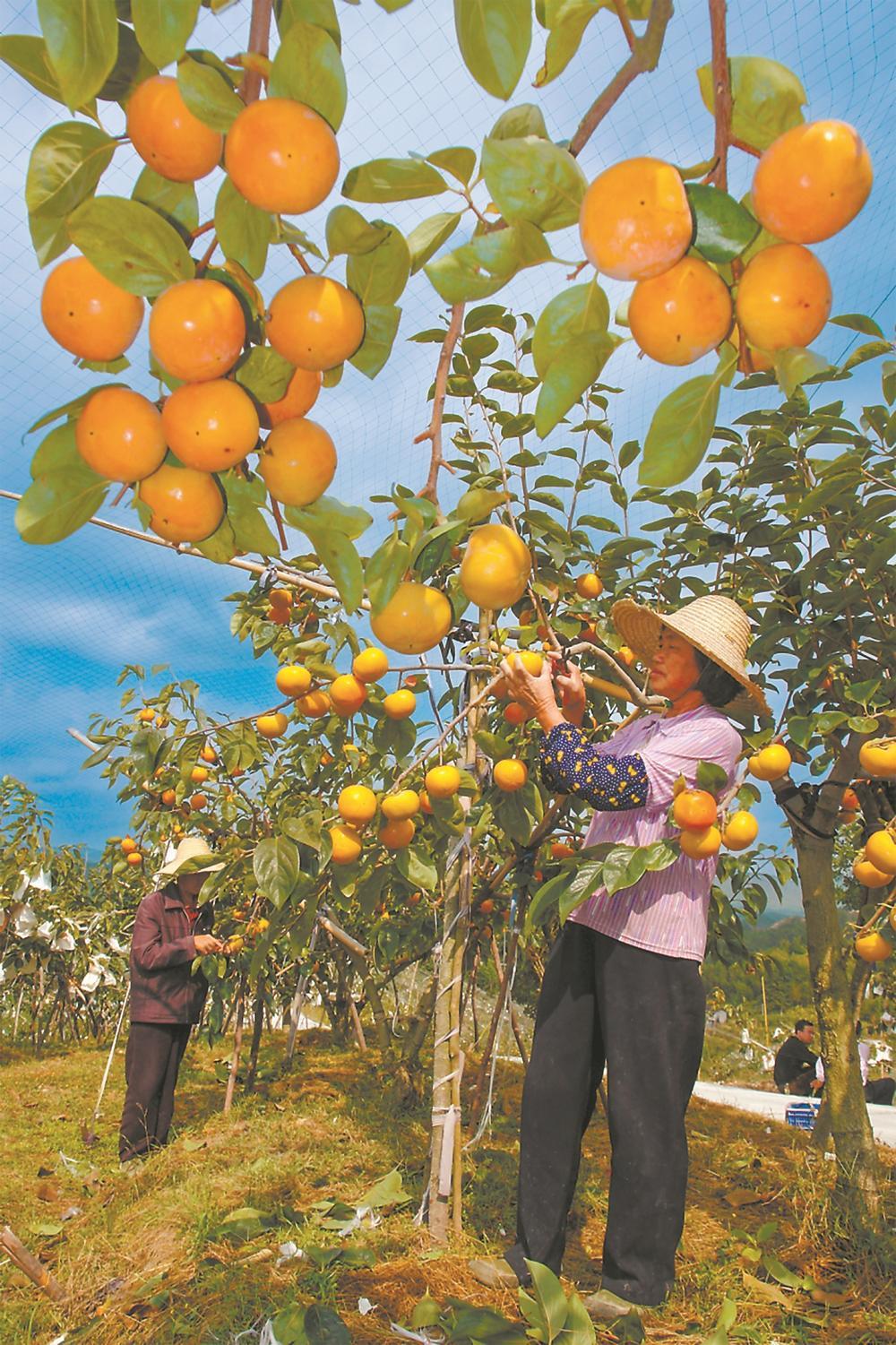精准气象服务,让果树种植"恰逢其时"