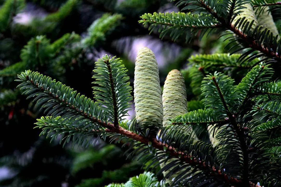 图为百山祖冷杉