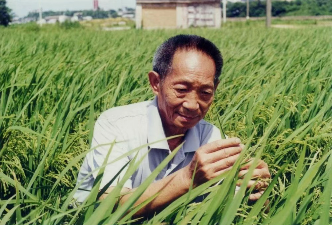 "|袁隆平_新浪财经_新浪网