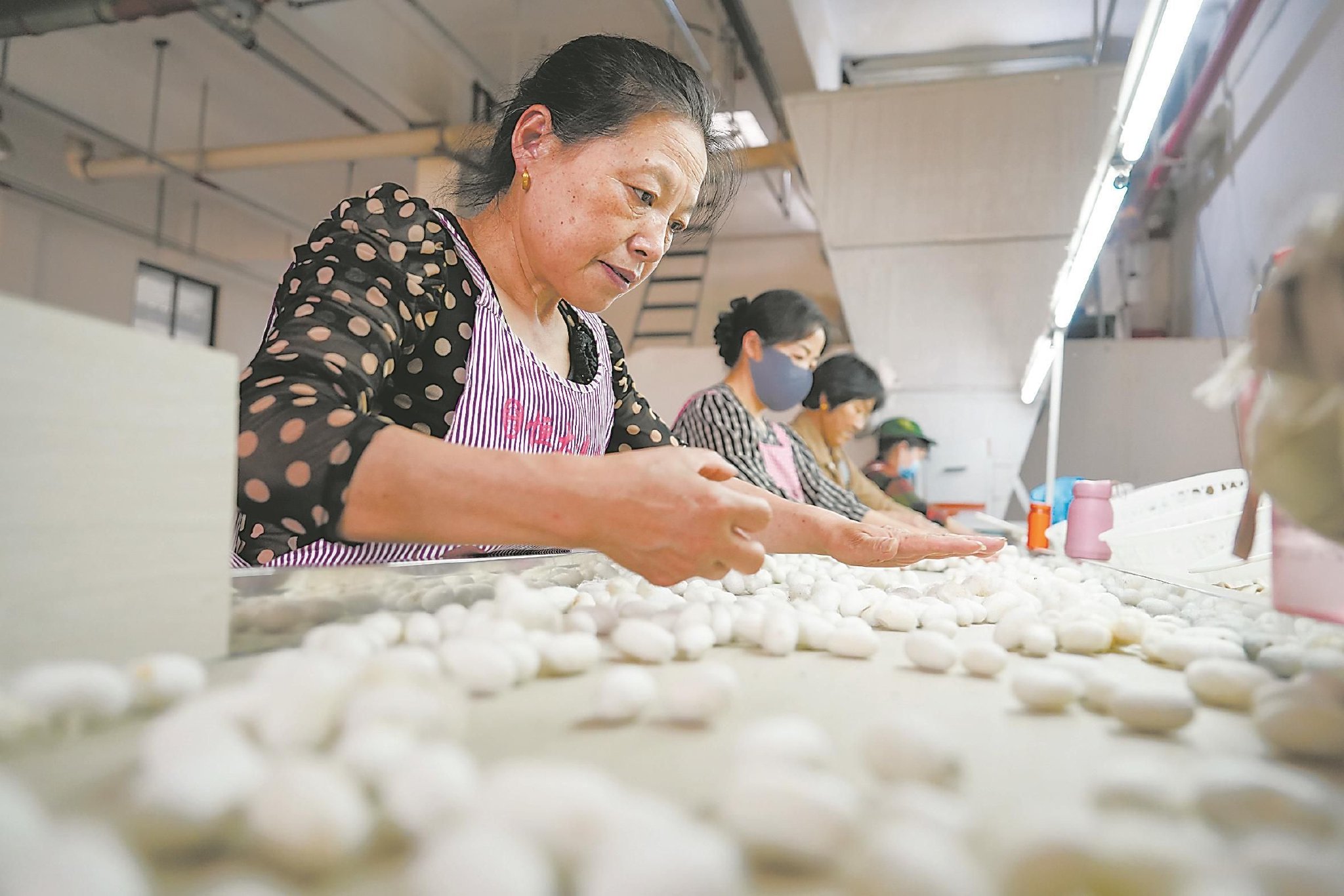 本报记者 范柏文 摄2024年5月21日 星期二 多云眼下正是摘桑叶养蚕的