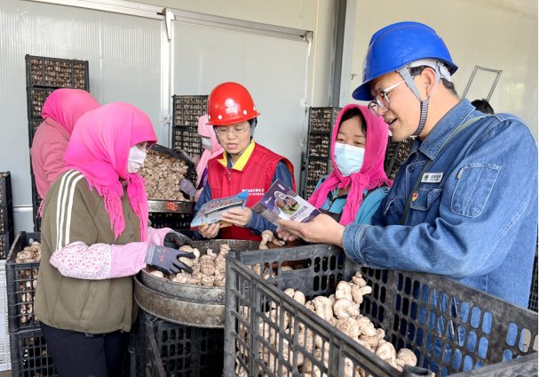 国网临夏供电公司:护航致富菇 电靓振兴路
