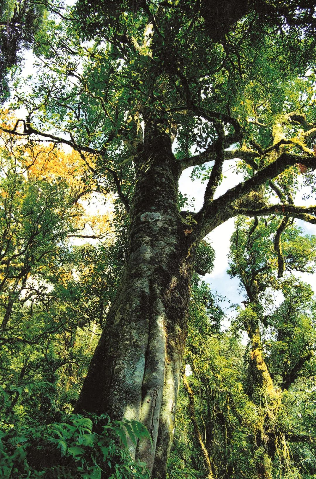 镇沅千家寨古茶树王