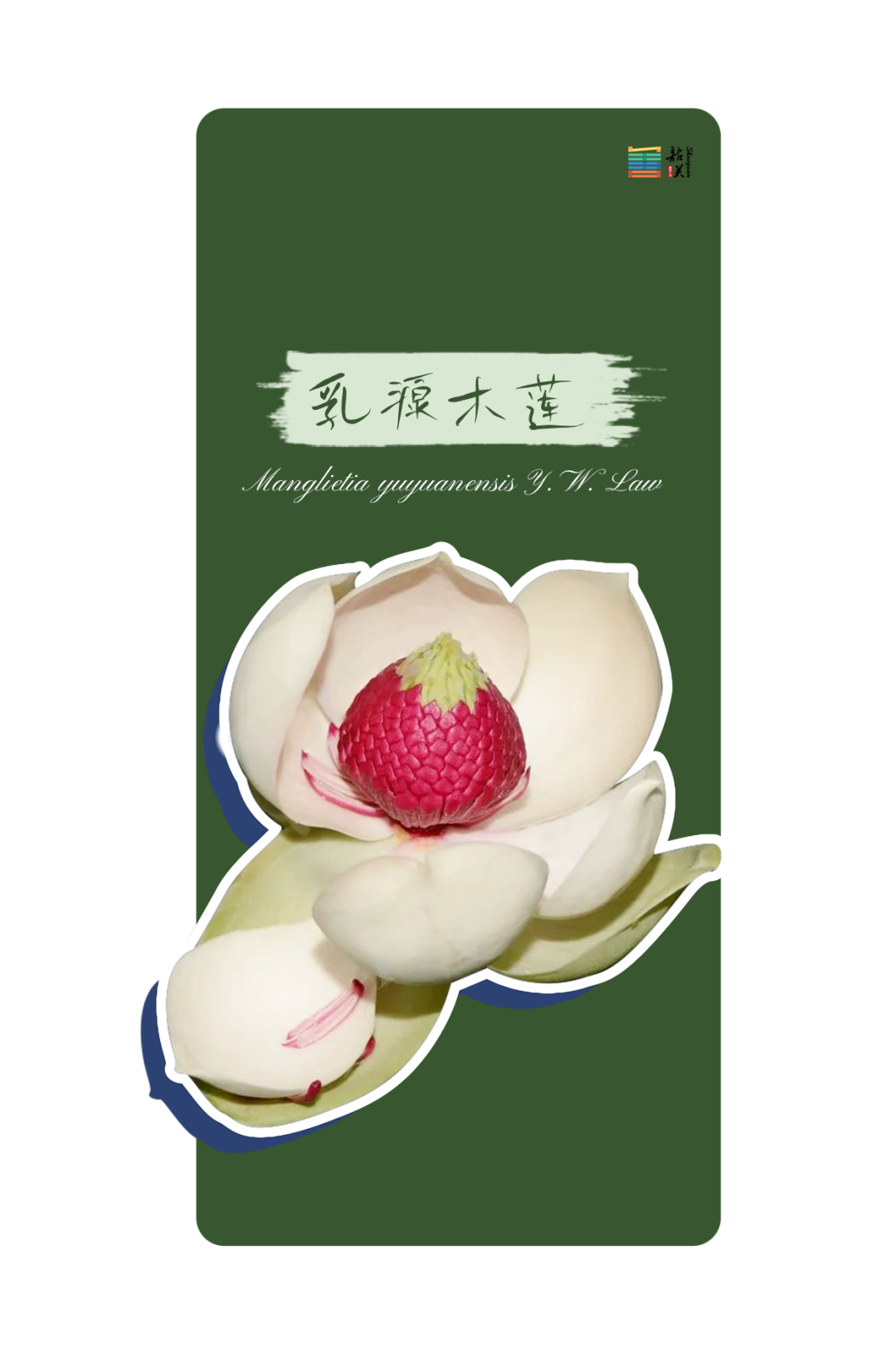 乳源木莲有的则展现着南岭特有的风采它们有的最早在韶关被发现一方