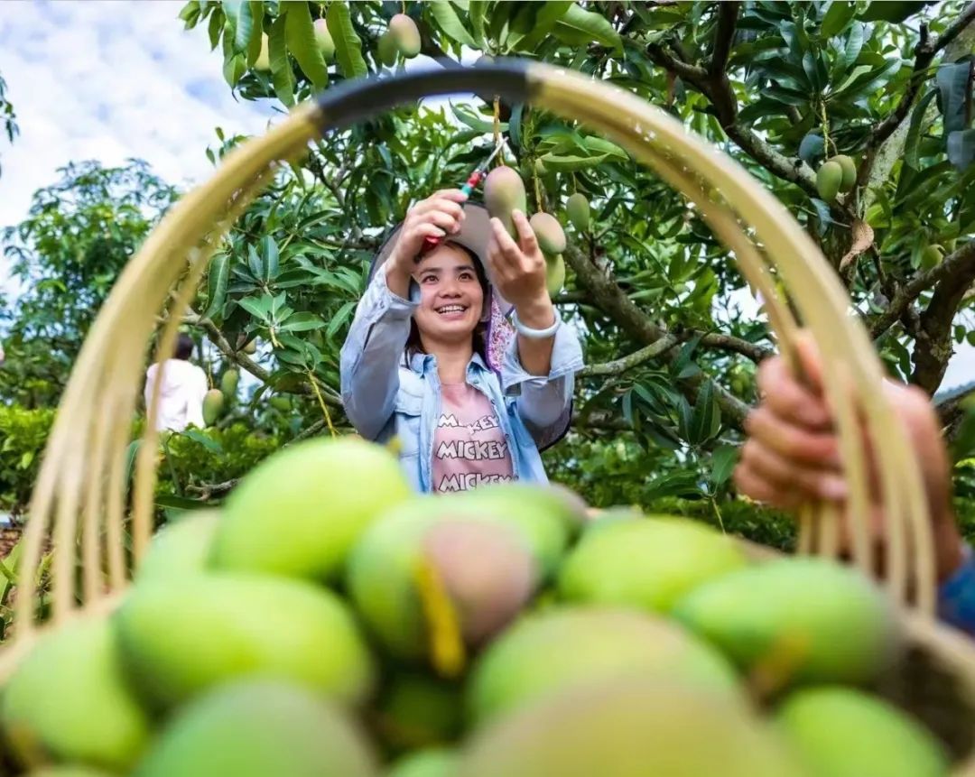 果农采摘百色芒果.(资料图)黄柏榕 摄