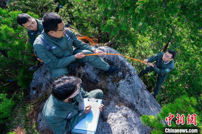 2023年5月，重庆雪宝山国家级自然保护区的青年团队在悬崖峭壁上开展崖柏资源普查。重庆雪宝山国家级自然保护区供图